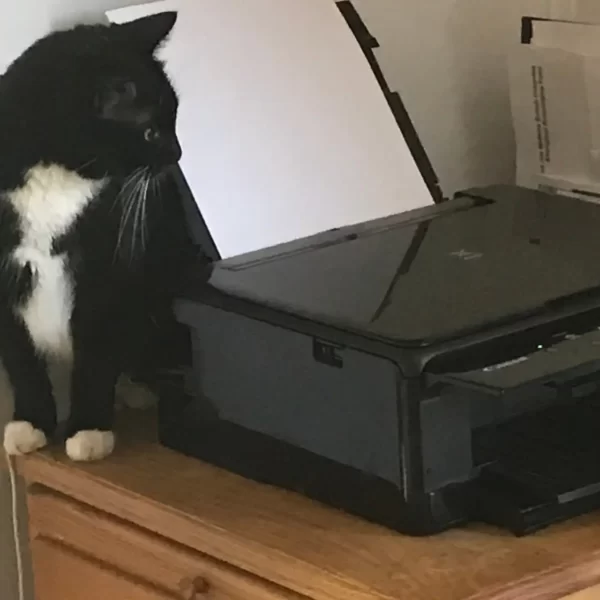 Office printer with dust affecting internal performance